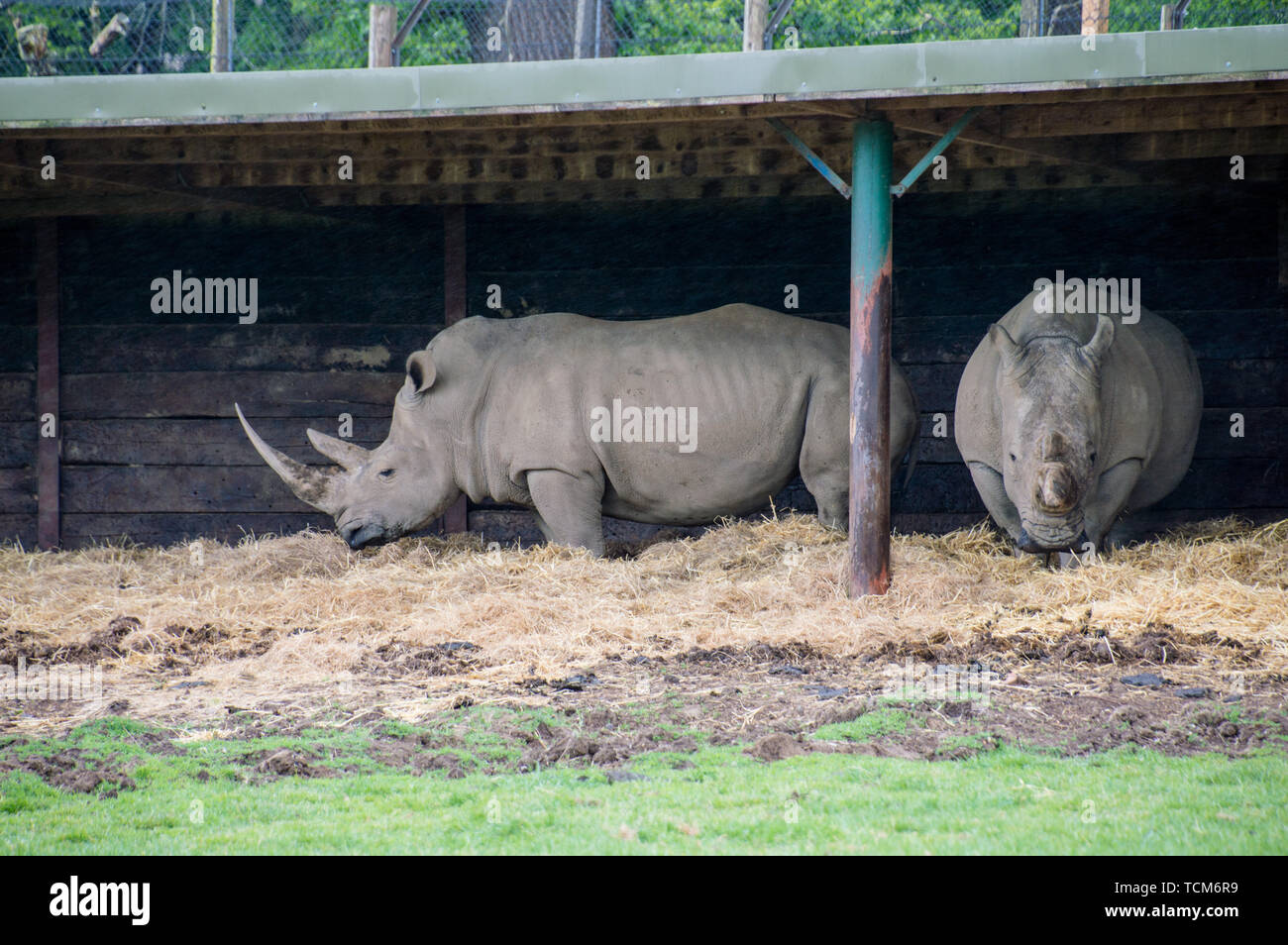 Southern White Rhino (Rhinocerotidae) an der Woburn Safari Park Stockfoto