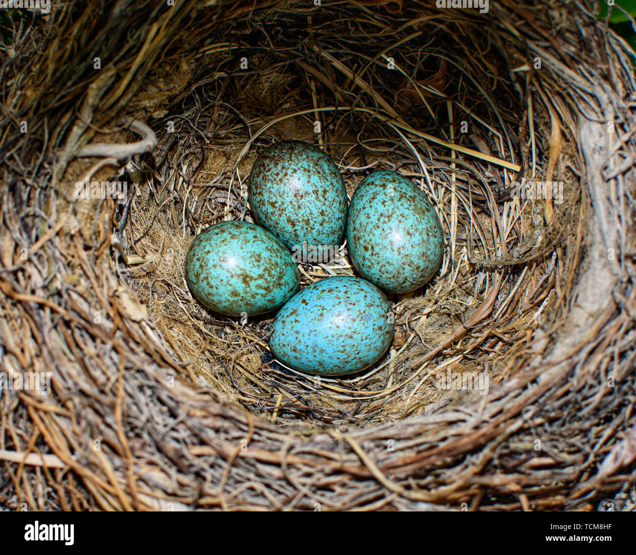 Die gemeinsame Amsel, Turdus merula blau gefärbten Eier in ein Nest. Close-up blaue Eier im Nest. Der schwarze Vogel oder Eurasische blackbird in Spanien, 2019. Stockfoto