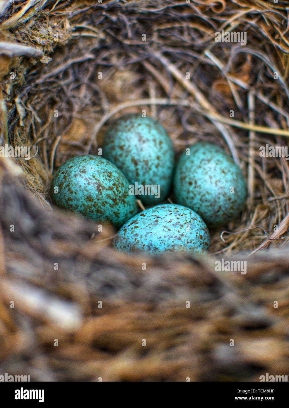 Die gemeinsame Amsel, Turdus merula blau gefärbten Eier in ein Nest. Close-up blaue Eier im Nest. Der schwarze Vogel oder Eurasische blackbird in Spanien, 2019. Stockfoto