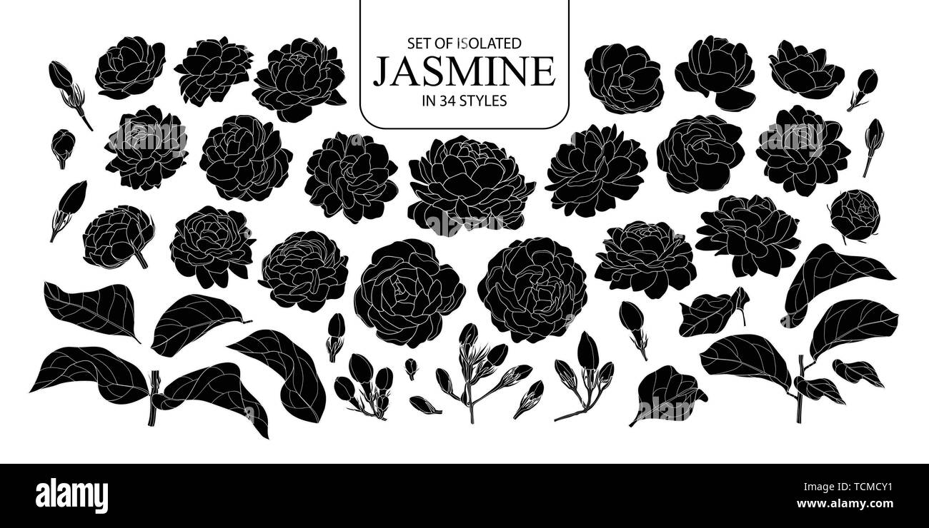 Eingestellt von isolierten silhouette Jasmin in 34 Arten. Süße Hand gezeichnet Blume Vector Illustration in weißer Umriss und schwarzen Flugzeug auf weißem Hintergrund. Stock Vektor
