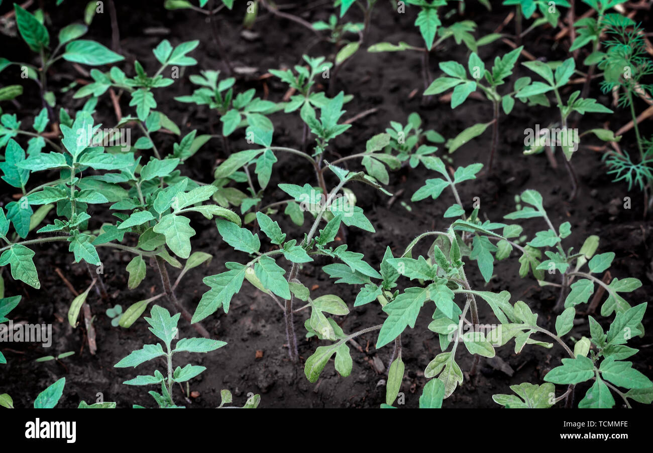 Herbst Landschaft: Bäume im Herbst im Park. Stockfoto