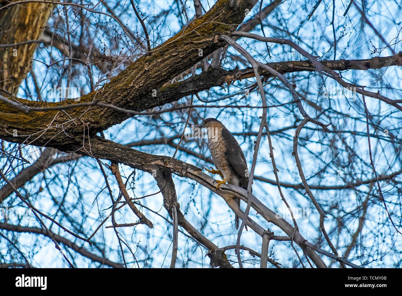 Vogel thront auf den blattlosen Zweig eines braun Baum gegen den hellen Himmel Stockfoto