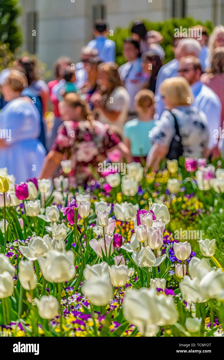 Blumen mit bunten Blüten blühen an einem sonnigen Tag im Frühjahr Stockfoto