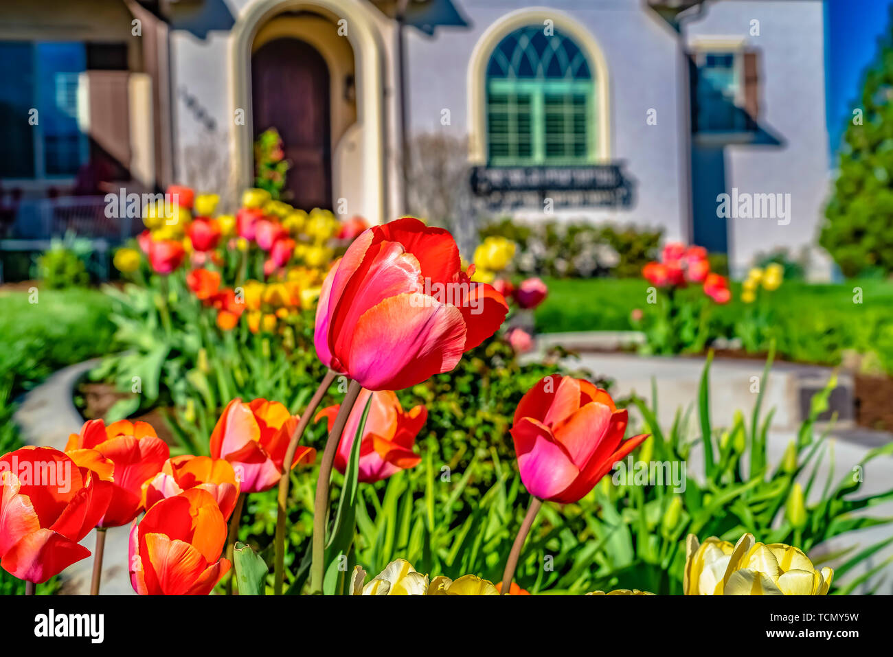 Leuchtende Tulpen blühen im Garten eines Hauses an einem sonnigen Frühlingstag Stockfoto