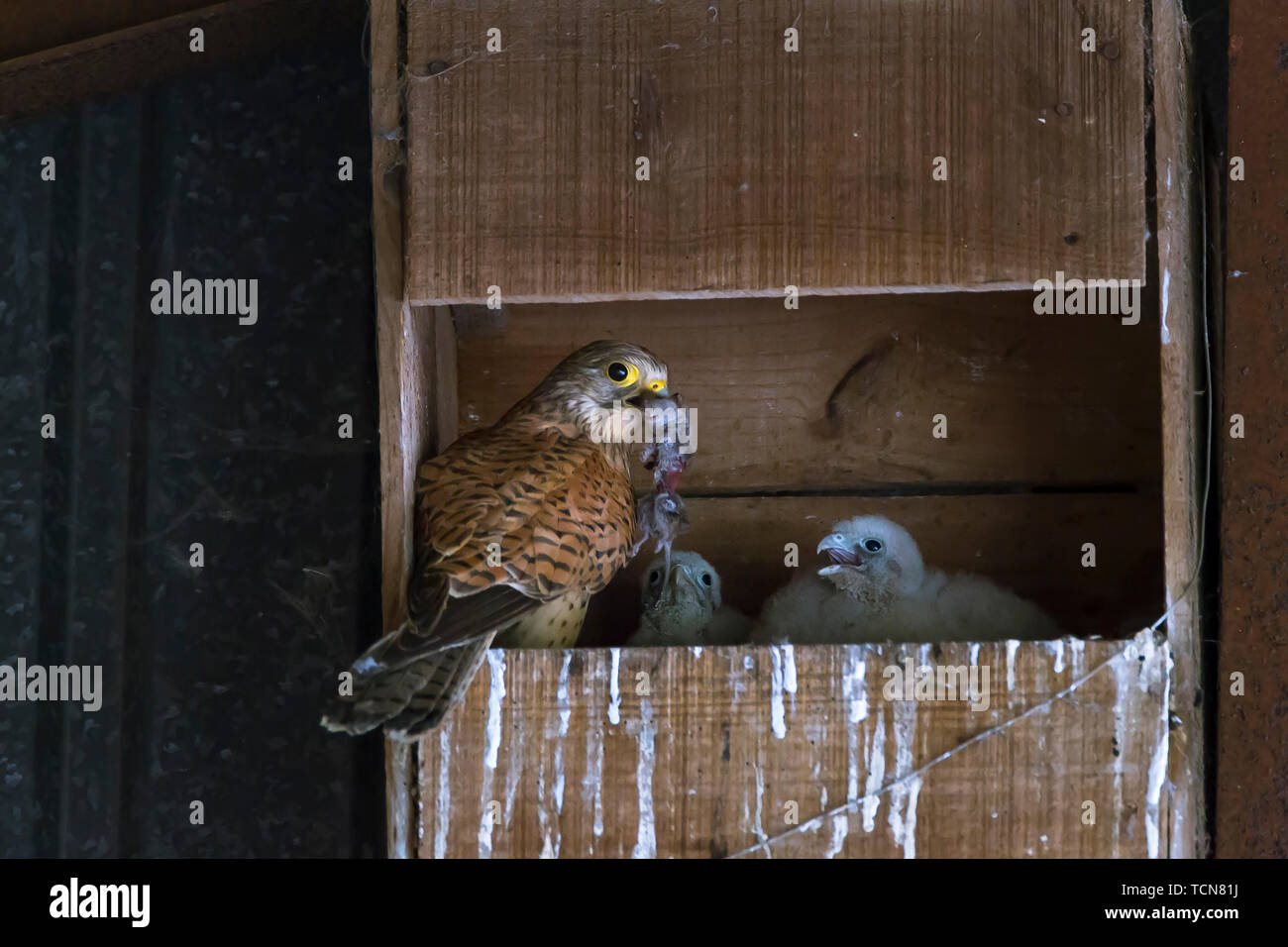 Earls Barton. Northamptonshire, Großbritannien. 9. Juni, 2019. Wetter, nach starkem Regen in den letzten Tagen Kestrel Küken brüten in einer alten Eule, Wachsen und Gut. Credit: Keith J Smith./Alamy leben Nachrichten Stockfoto