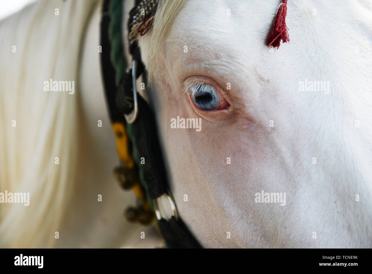Eine wunderschöne Blue eyed White Horse. Stockfoto