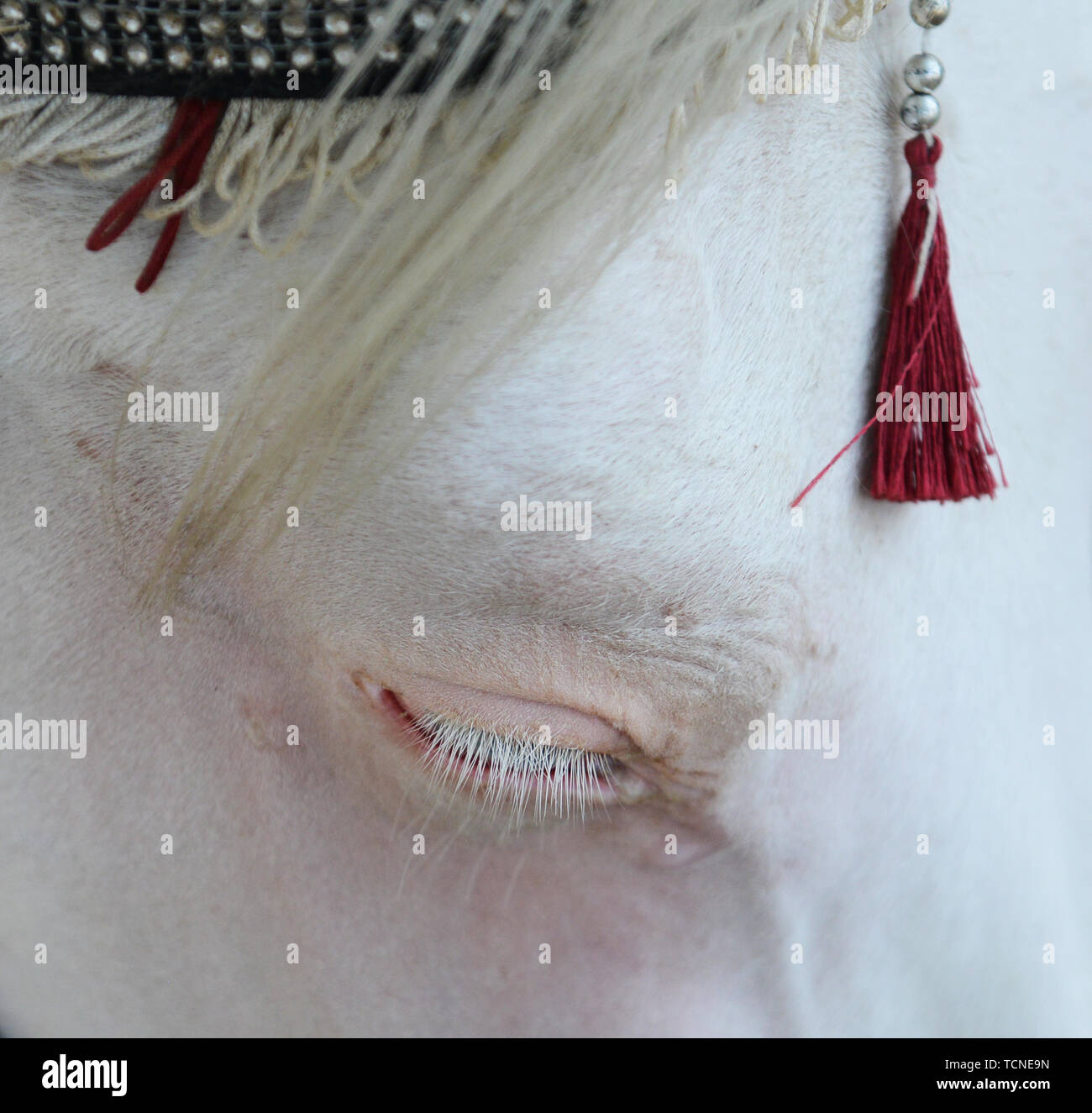 Eine wunderschöne Blue eyed White Horse. Stockfoto