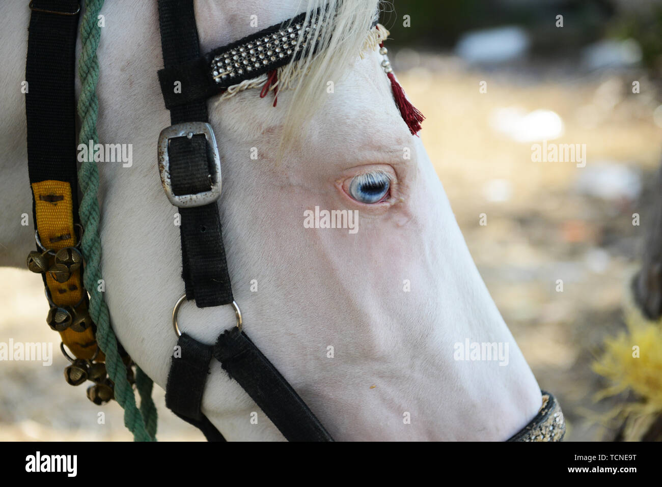 Eine wunderschöne Blue eyed White Horse. Stockfoto