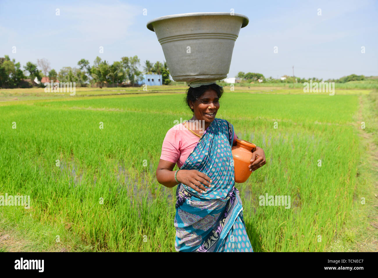 Eine tamilische Frau, die in den Reisfeldern. Stockfoto