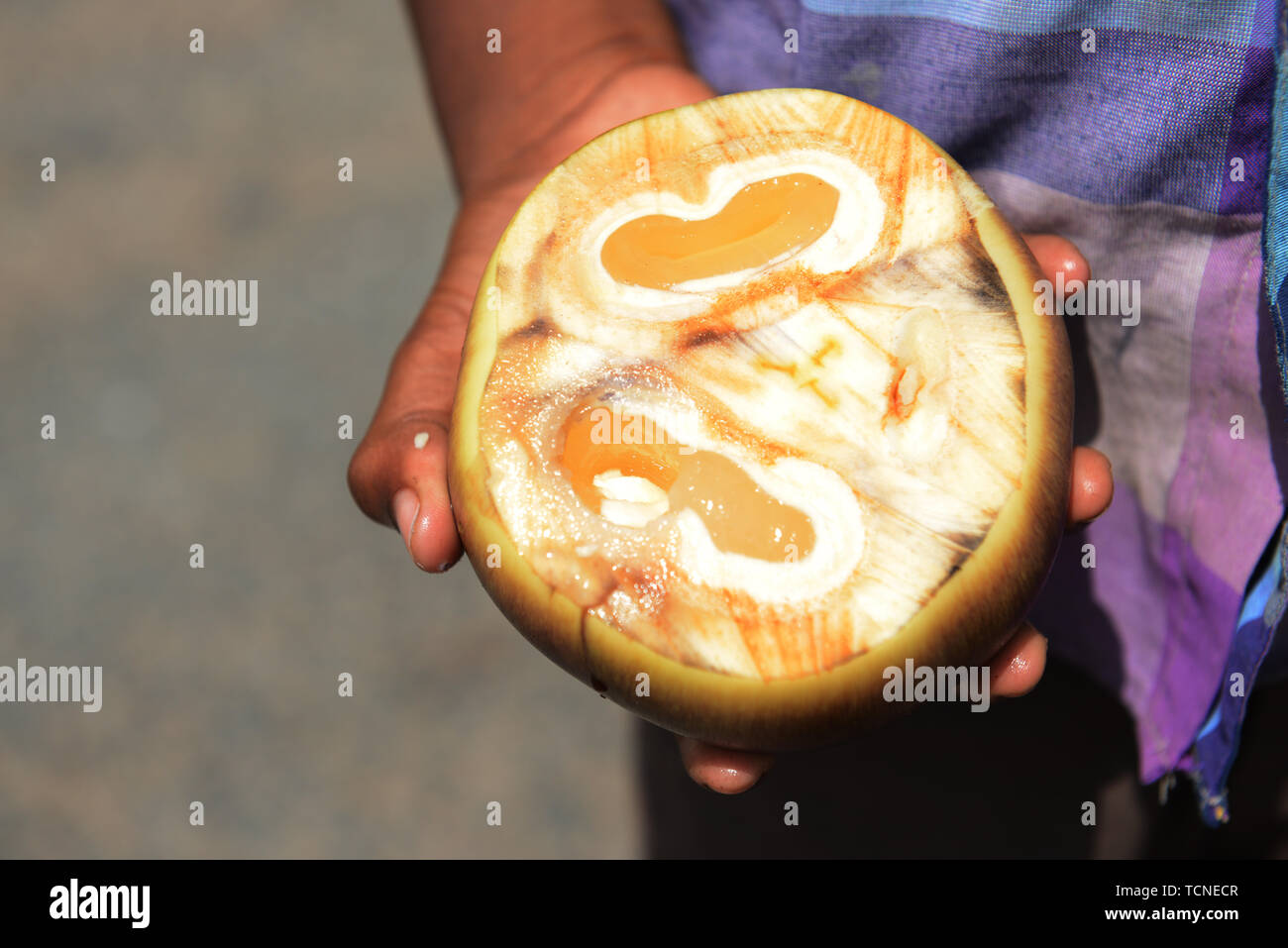 Ein tamilischer Junge Holding eine geöffnete Palmyra Obst. Stockfoto