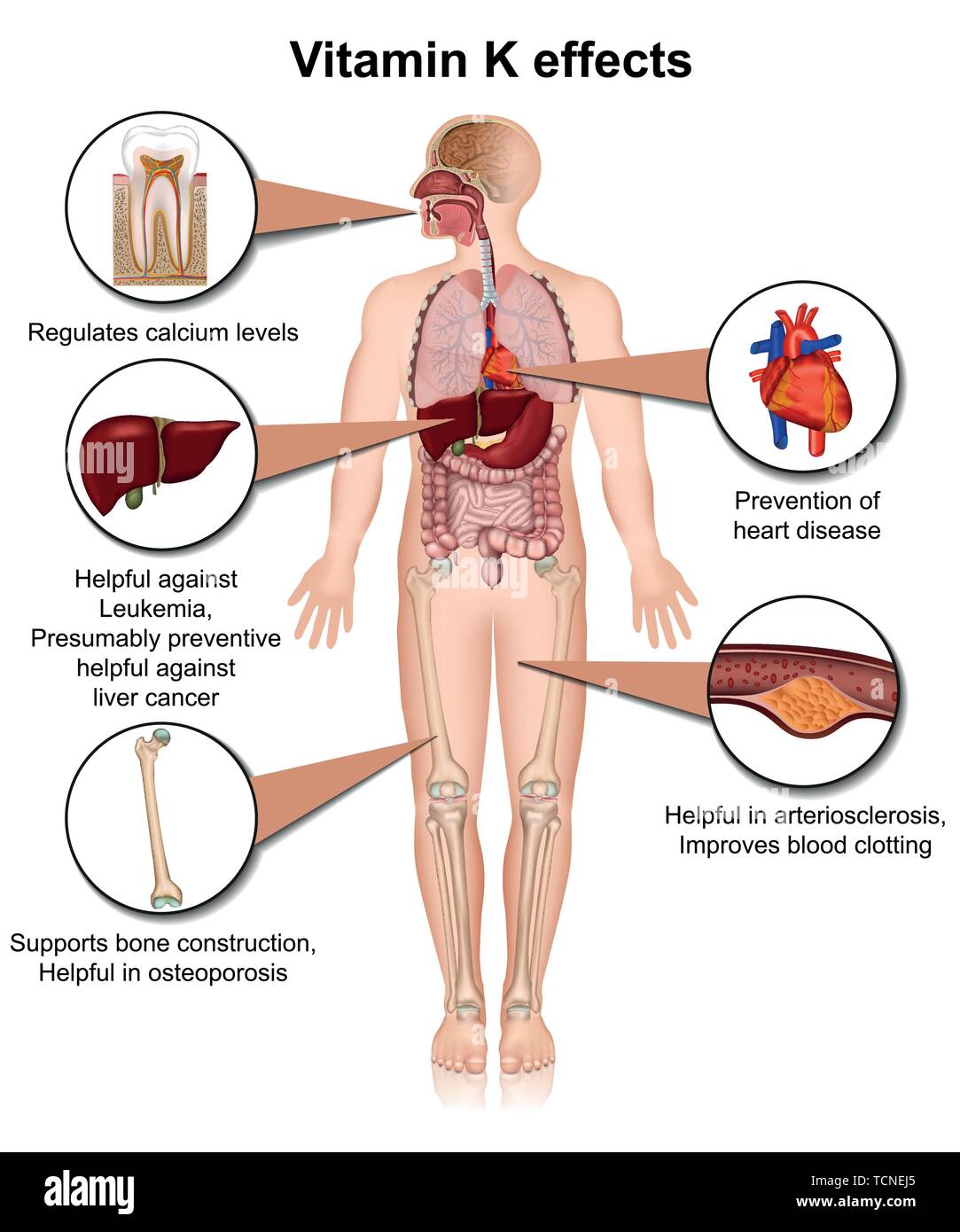 Vitamin K Effekte Infografik 3d medical Vector Illustration auf weißem Hintergrund Stock Vektor