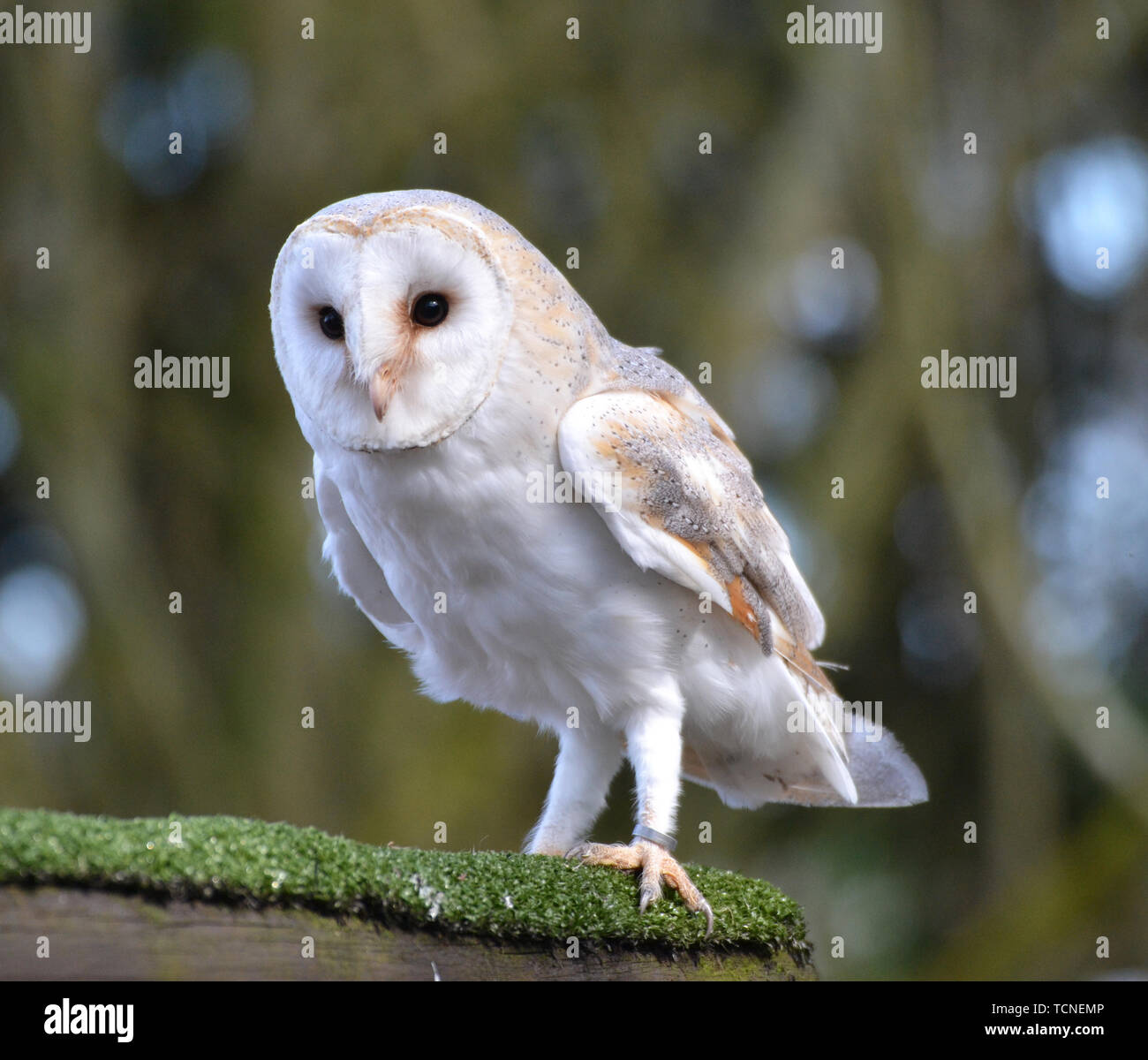 Schleiereule im Flying Display an der Vogelwelt, Surrey, Großbritannien Stockfoto