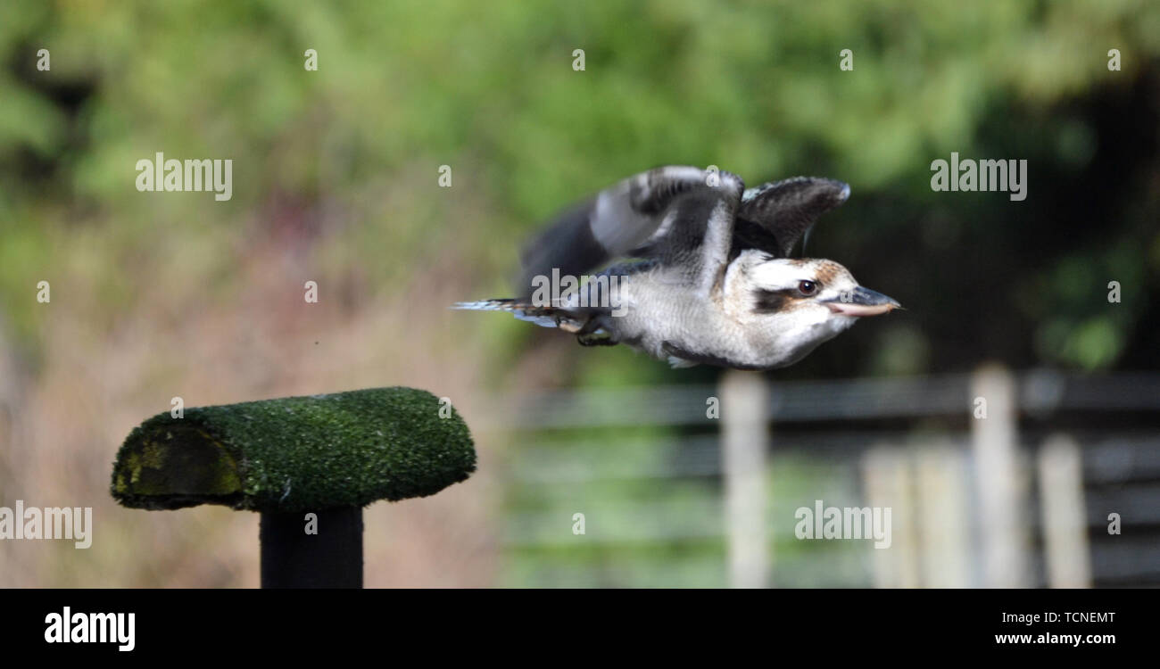 Kookaburra fliegen in einem Flying Display an der Vogelwelt in Surrey, Großbritannien Stockfoto