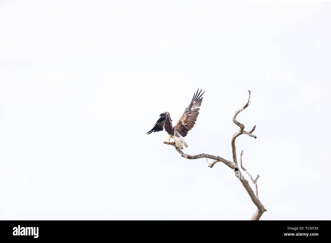 Eine white-bellied sea eagle Flying auf der Oberfläche des Meeres. Stockfoto