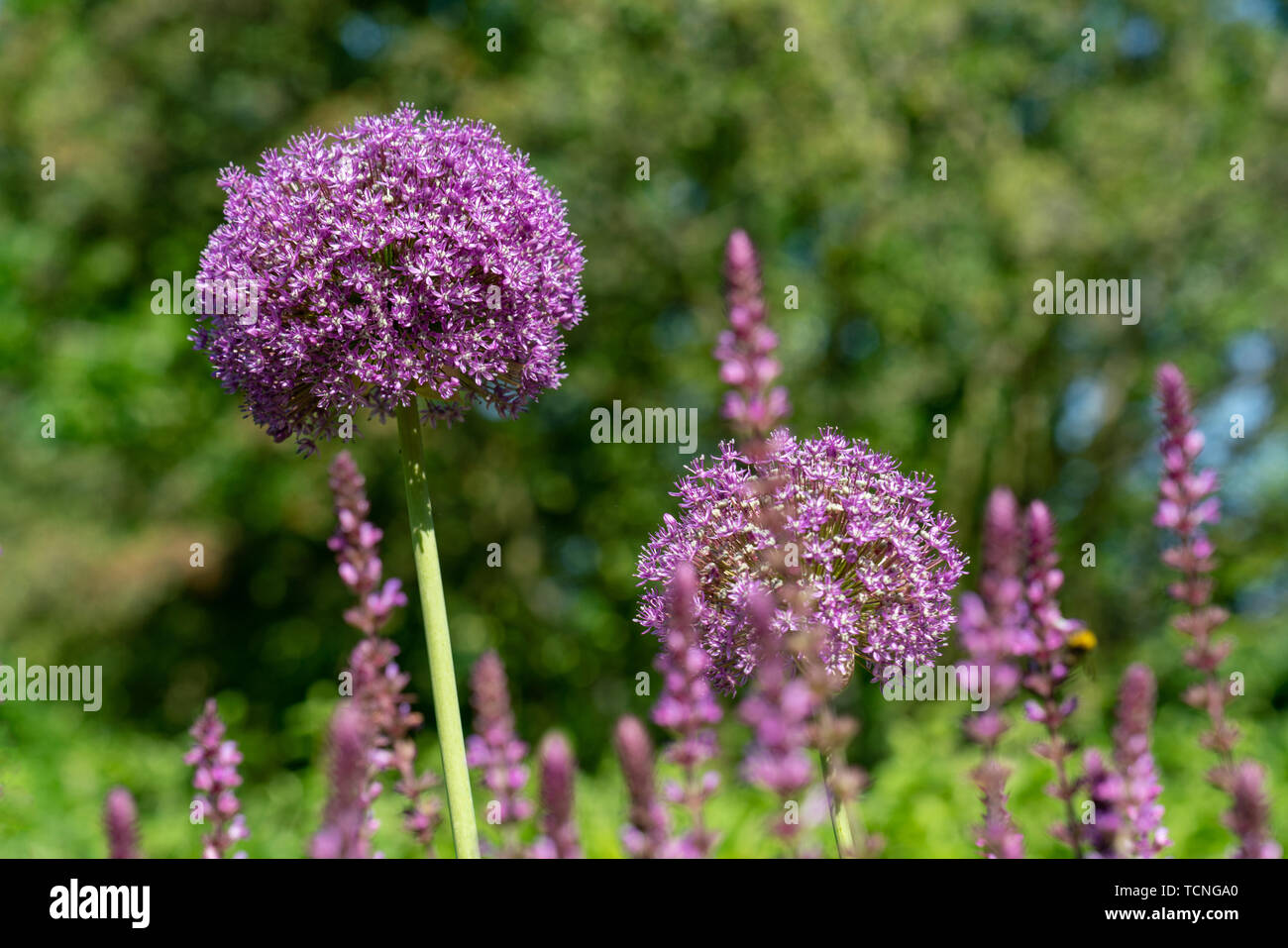 Lila Kugelblumen Stockfotos und bilder Kaufen Alamy