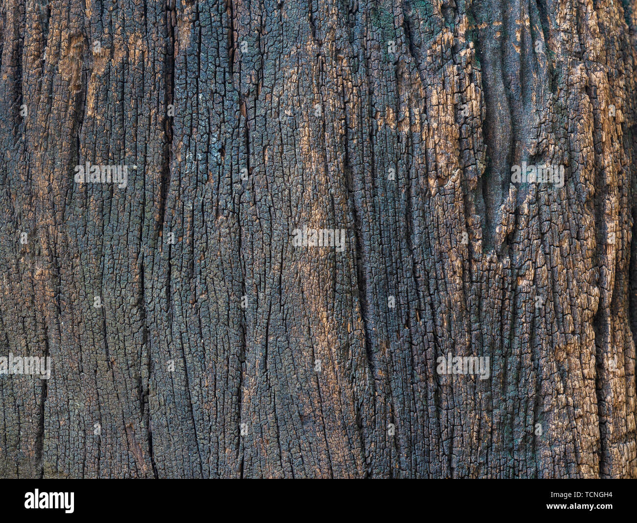 Closeup getrocknet Textur der dunkle braune Rinde für ues als Hintergrund. Stockfoto