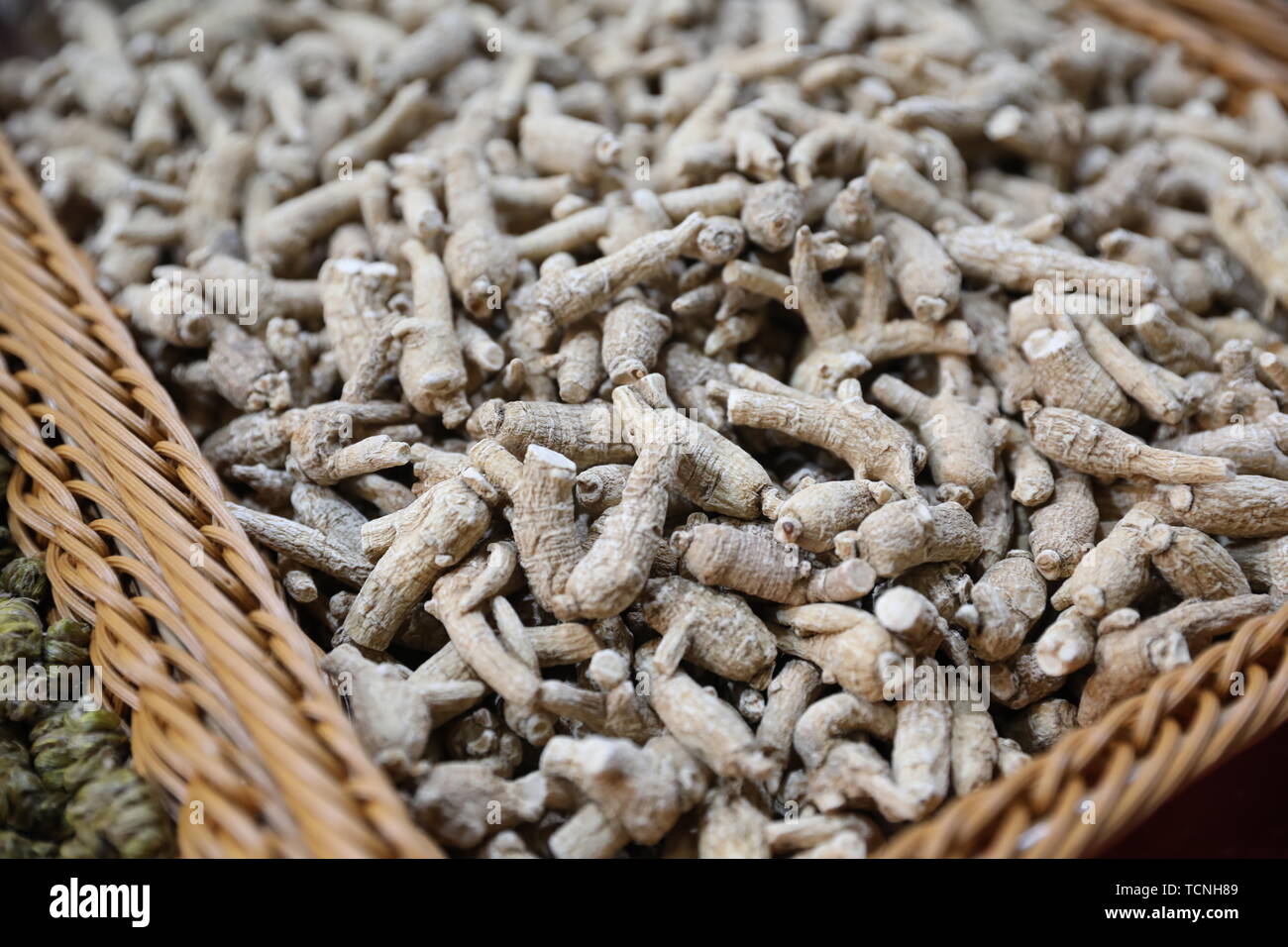 Citi Ginseng, Amerikanischer Ginseng Stockfoto