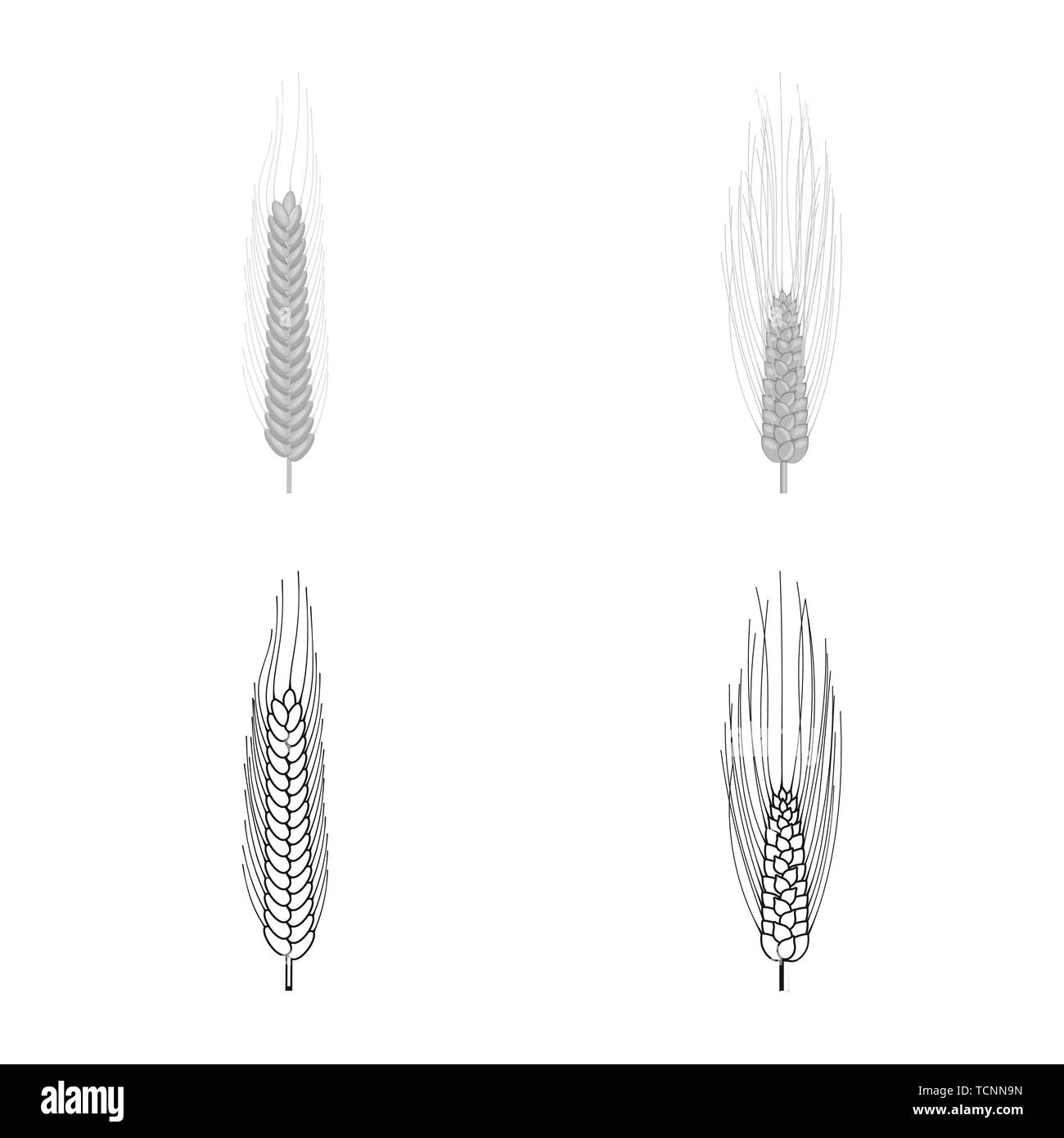 Gerste, Winter, Frühling, Spike, Hartweizen, Zuschneiden, Maisfeld, Stroh, Reif, Wiese, ländlichen, Gold, Landwirtschaft, Landwirtschaft, Roggen, Weizen, Mais, Getreide, Ernte, Bauernhof, Feld, Set, Vector, Icon, Illustration, isoliert, Sammlung, Design, Element, Grafik, Zeichen, Vektor, Vektoren, Stock Vektor