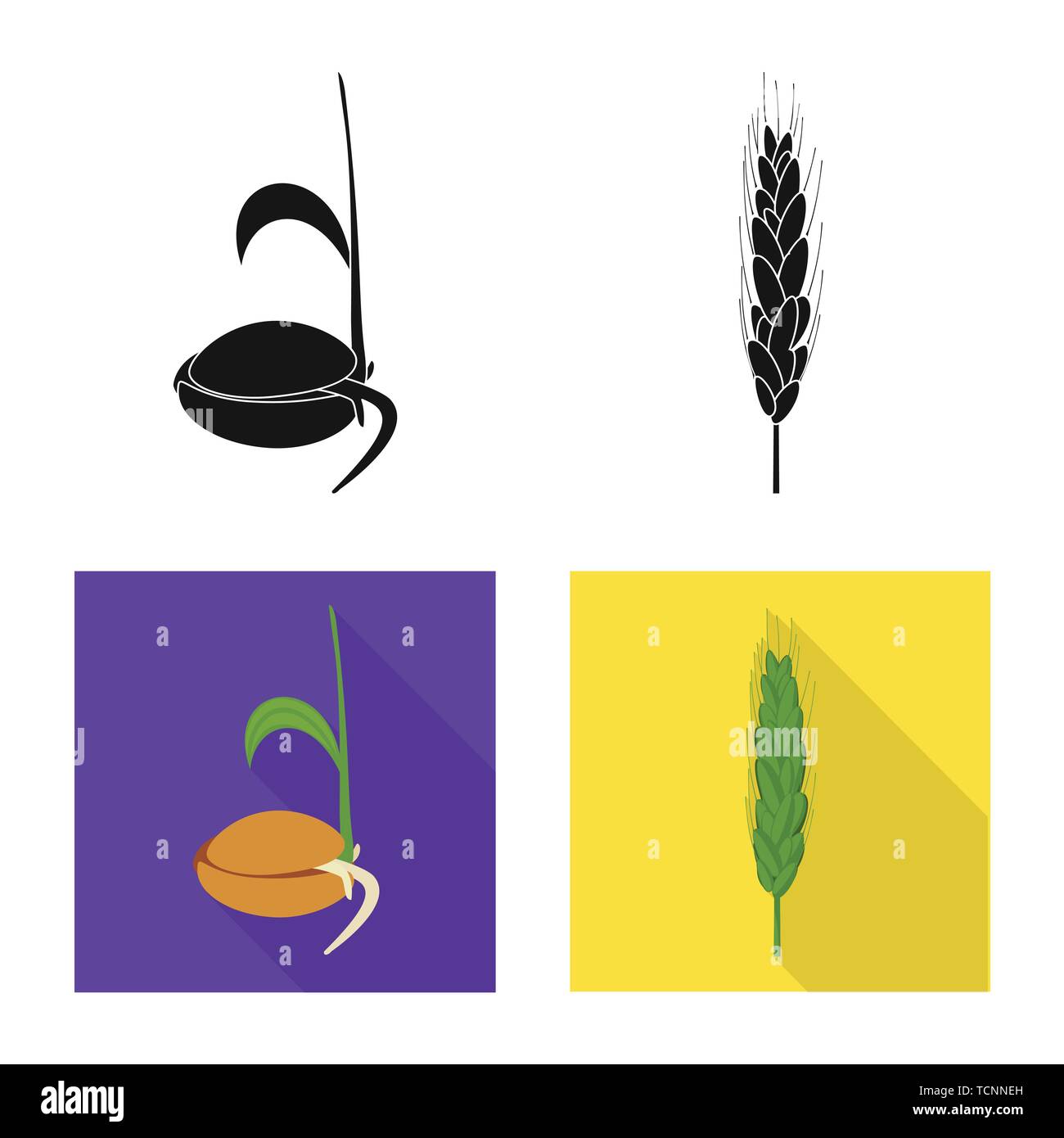 Saatgut, Frühling, Wachsen, Spike, root, Hartweizen, Sämling, Mehl, Stufen, sprießen, Kleie, Keimung, Müsli, Prozess, Lebensmittel, Plantation, Gold, Evolution, Grün, Landwirtschaft, Landwirtschaft, Roggen, Weizen, Mais, Getreide, Ernte, Bauernhof, Feld, Set, Vector, Icon, Illustration, isoliert, Sammlung, Design, Element, Grafik, Zeichen, Vektor, Vektoren, Stock Vektor