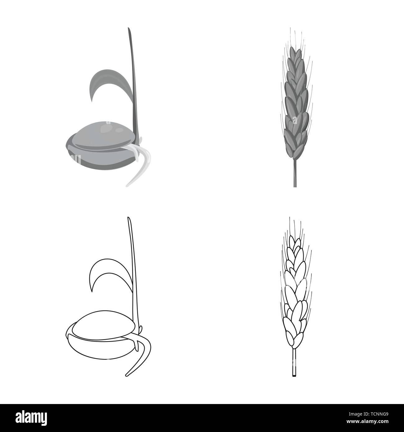 Saatgut, Frühling, Wachsen, Spike, root, Hartweizen, Sämling, Mehl, Stufen,  sprießen, Kleie, Keimung, Müsli, Prozess, Lebensmittel, Plantation, Gold,  Evolution, Grün, Landwirtschaft, Landwirtschaft, Roggen, Weizen, Mais,  Getreide, Ernte, Bauernhof ...