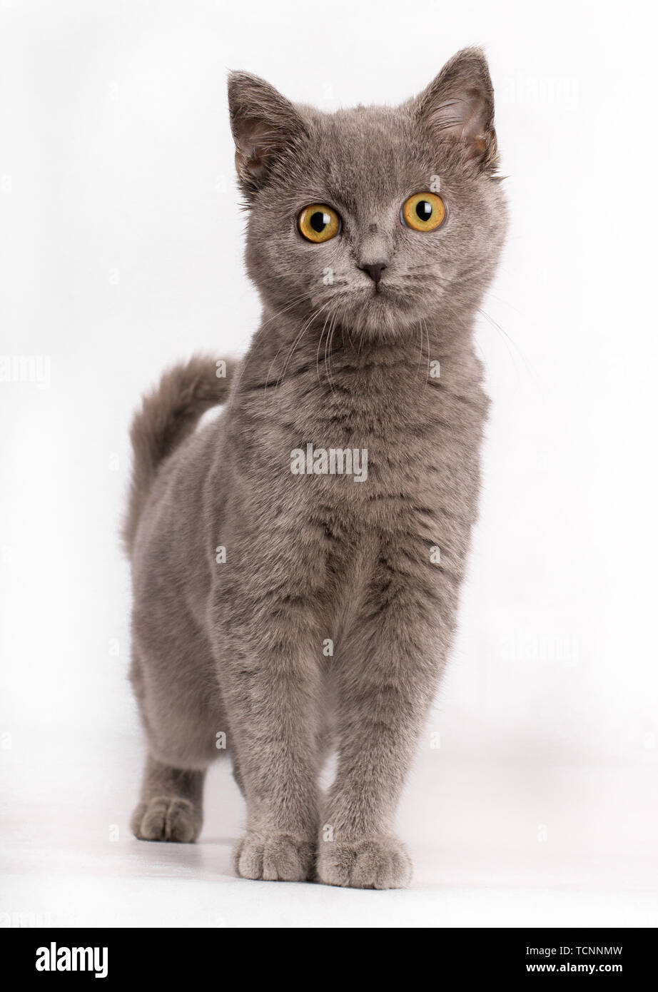 Süße junge Erwachsene blau Britisch Kurzhaar Katze Kätzchen, bei Camera mit orangefarbenen Augen suchen, auf weißem Hintergrund. Stockfoto