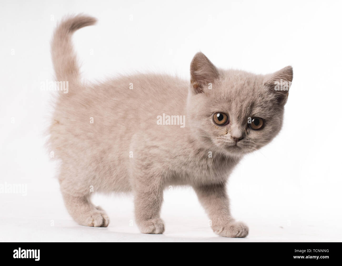 Sade Ausdruck Britisch Kurzhaar Katze mit keine Freunde Stockfoto
