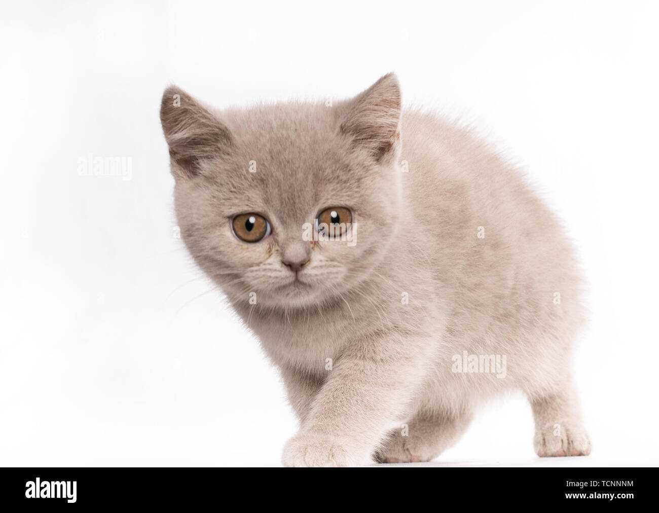 Verängstigte Katze Britisch Kurzhaar blau Katze mit orangefarbenen Augen an Kamera auf weißem Hintergrund suchen Stockfoto