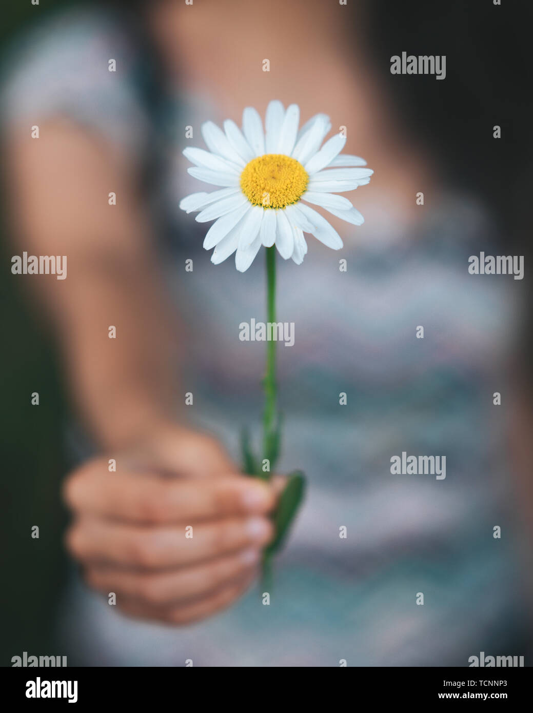 Frau Hände halten einen großen weißen Kamille Blüte. Stockfoto