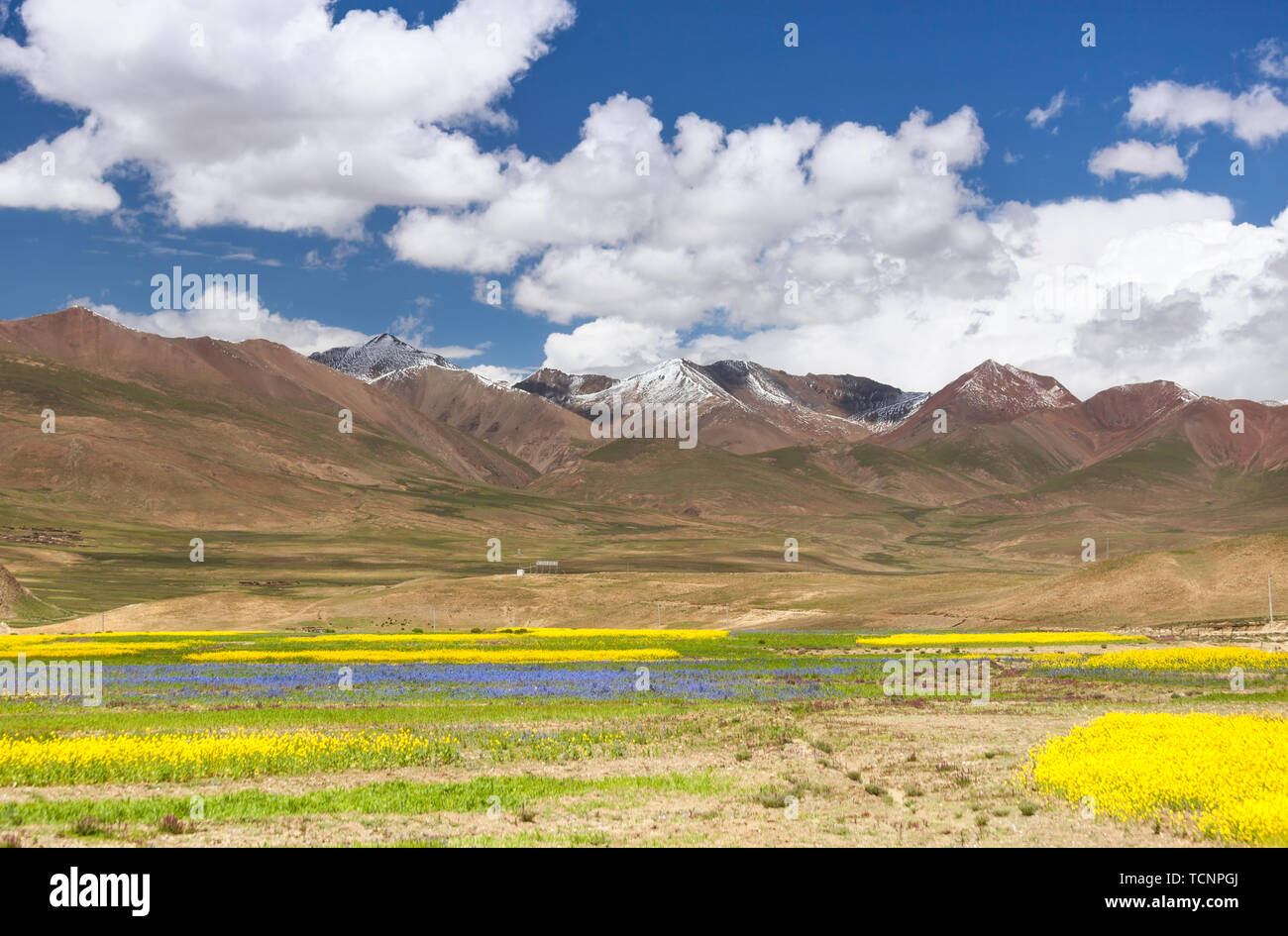 Unter dem Schnee Berge des Qinghai-Tibet Plateau Raps Stockfoto