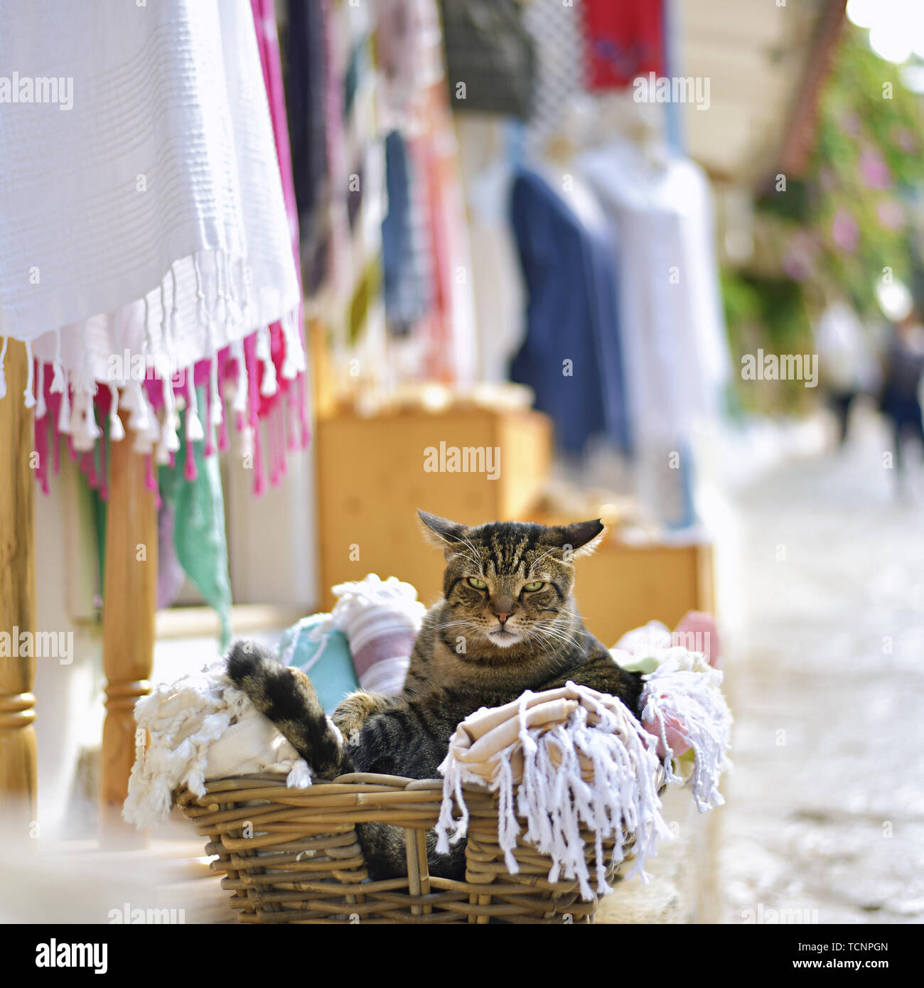 Die Katze im Korb. Stockfoto