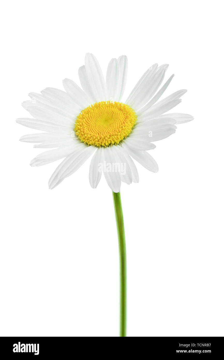 Eine Kamille oder Gänseblümchen auf weißem Hintergrund Stockfoto