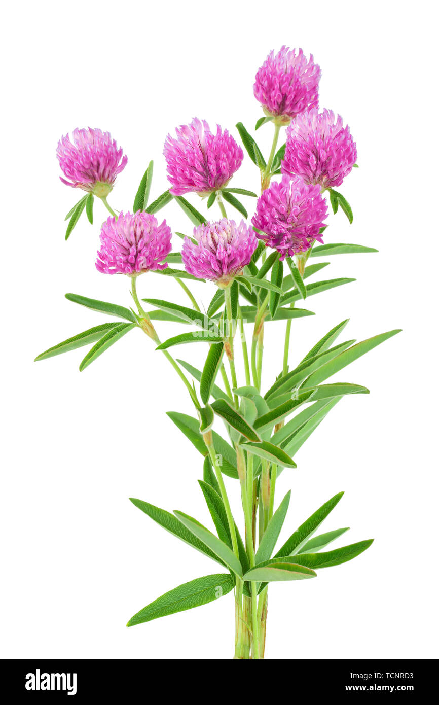 Klee oder Kleeblatt Blume Heilpflanzen auf weißem Hintergrund Stockfoto