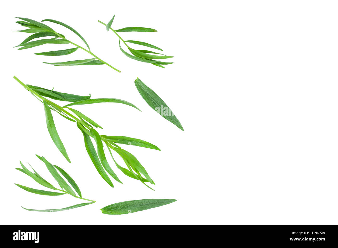 Estragon oder Estragon auf weißem Hintergrund mit Kopie Platz für Ihren Text isoliert. Artemisia dracunculus. Ansicht von oben. Flach Stockfoto