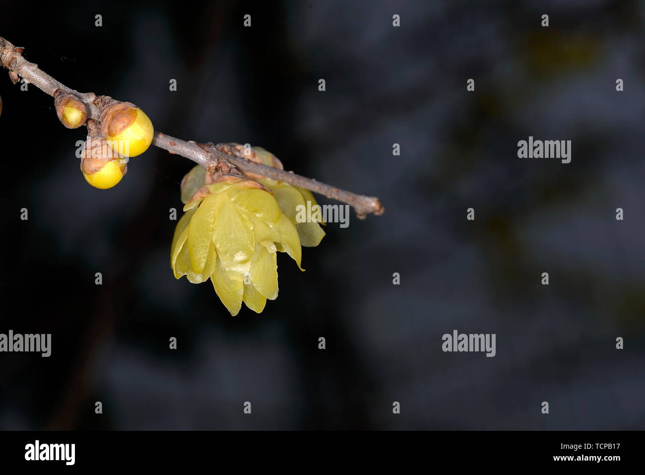 Plum flower Stockfoto