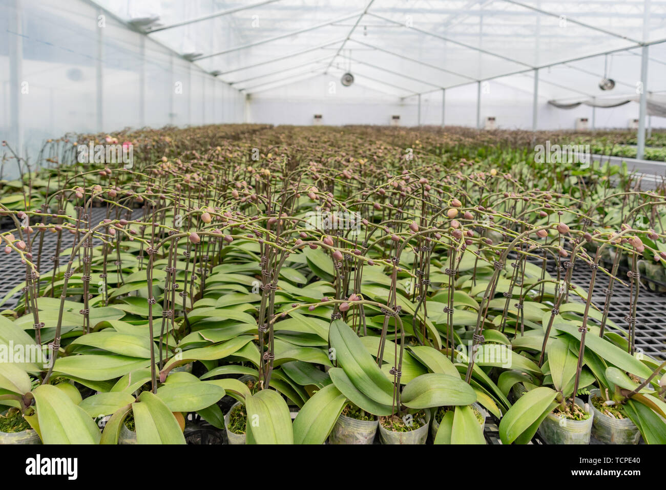 Eine unflowering Phalaenopsis in einem Gewächshaus Halle angebaut. Stockfoto