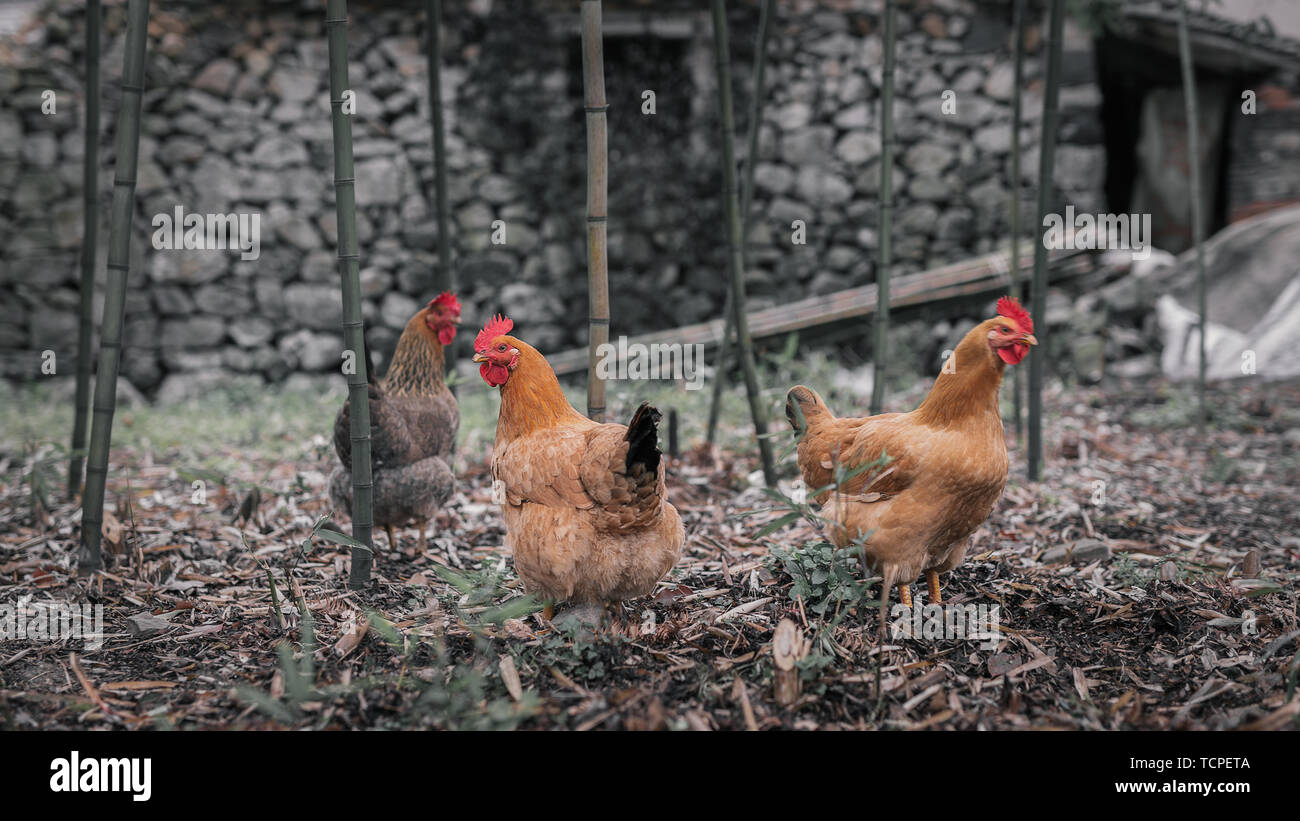 Vögel und Geflügel Bauernhof Hennen (Geflügel) Tiere und Natur Stockfoto