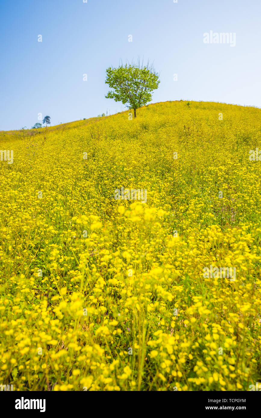 Die Felder sind voll von kleinen gelben Blüten. Stockfoto