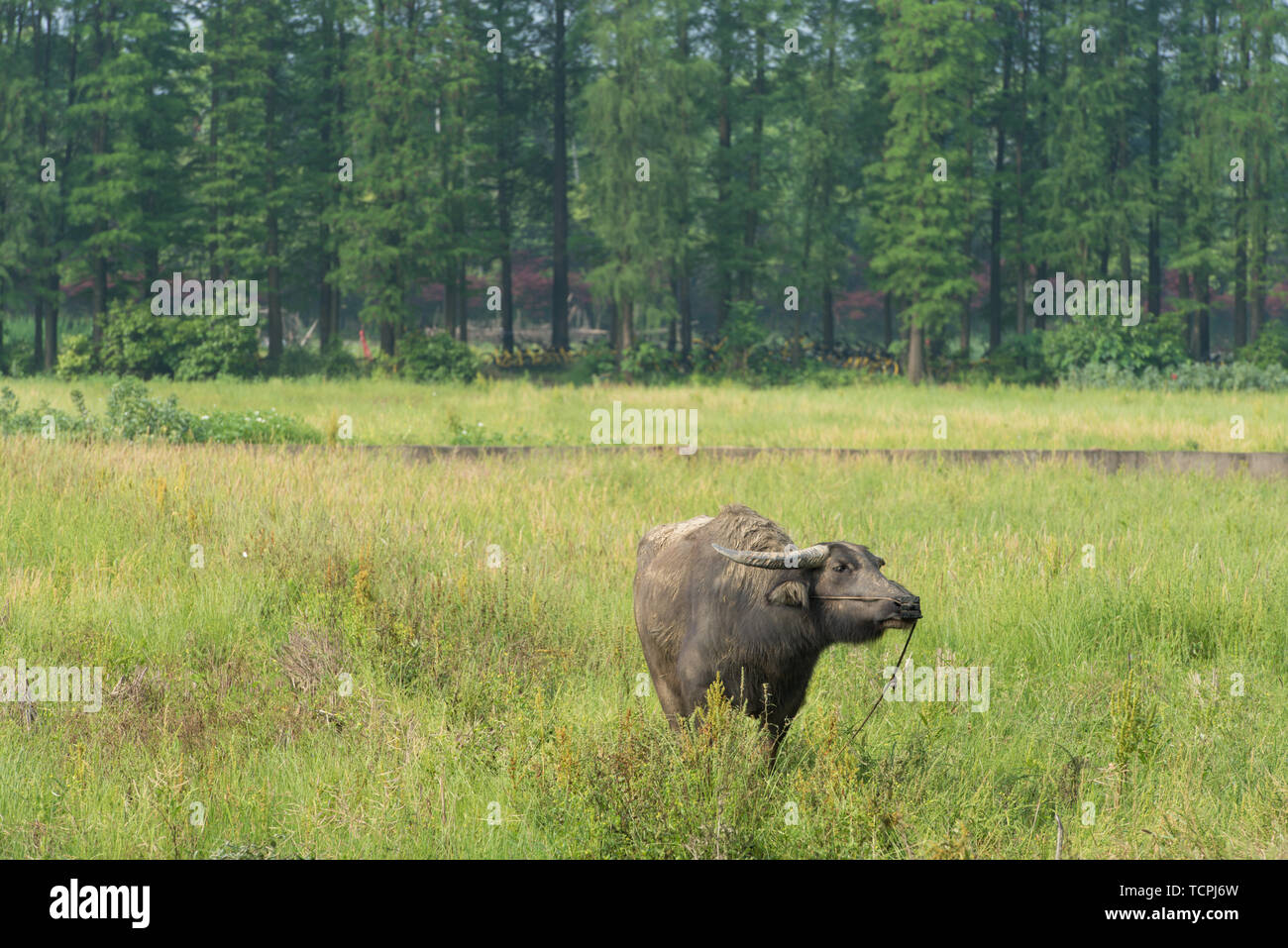Eine Freilandhaltung Büffel im Gras. Stockfoto