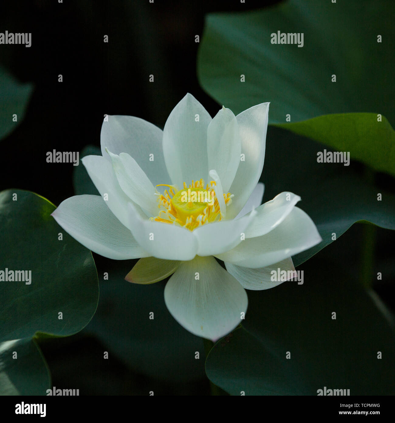 Der Lotus. Stockfoto