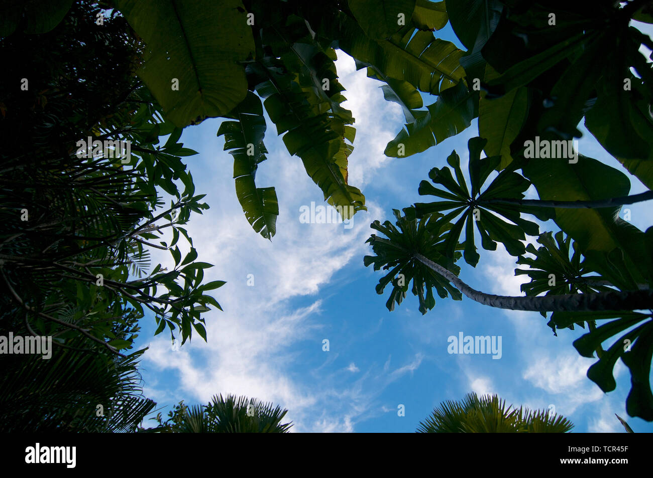 Low Angle View über tropische Pflanzen und Blätter mit einem schönen blauen Himmel im Hintergrund Stockfoto