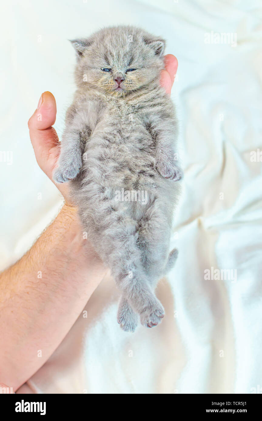 Die kleine, graue, schöne Kitten liegt in einer männlichen Hand, selektiver Fokus Stockfoto