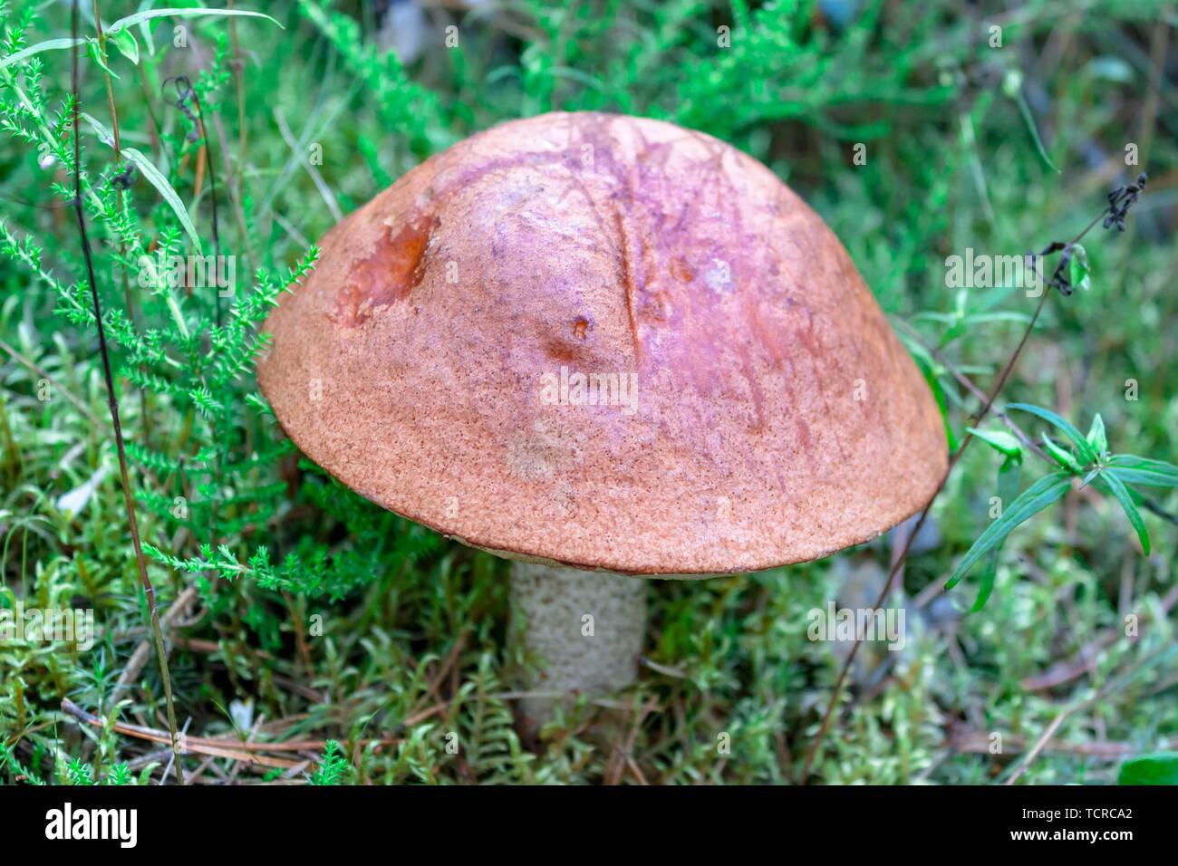 Schöne Makro orange-cap Steinpilze unter Gras und Moos in der europäischen Wald auf Natur Hintergrund wachsenden Stockfoto