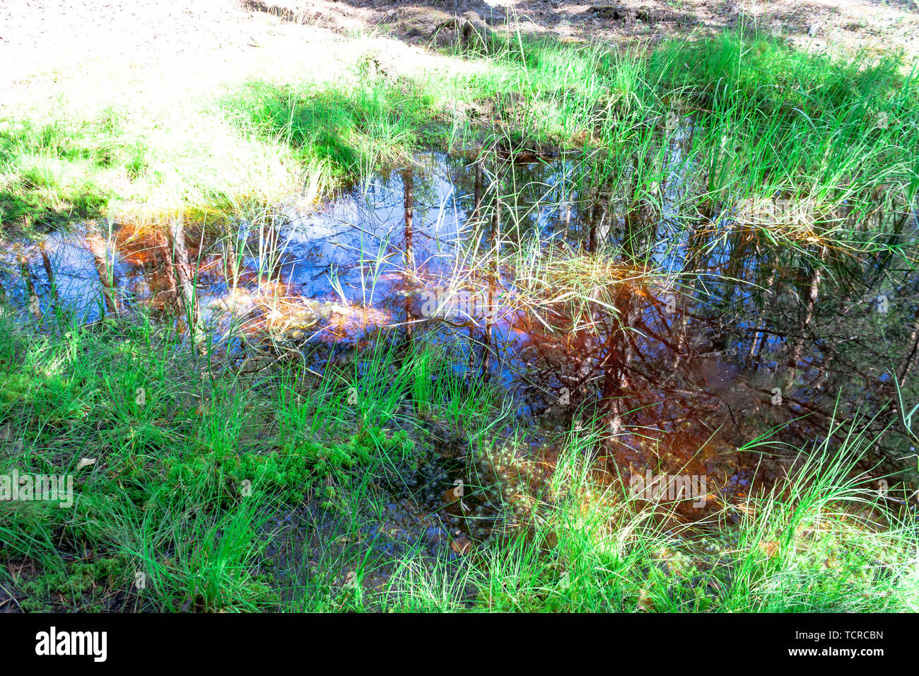 Kleiner Wald Pfütze Sumpf, See oder Teich im Park mit einer Reflexion auf den blauen Himmel, Natur und Wald Bäume im Wasser, umgeben von grünen Gras, Pflanzen Stockfoto