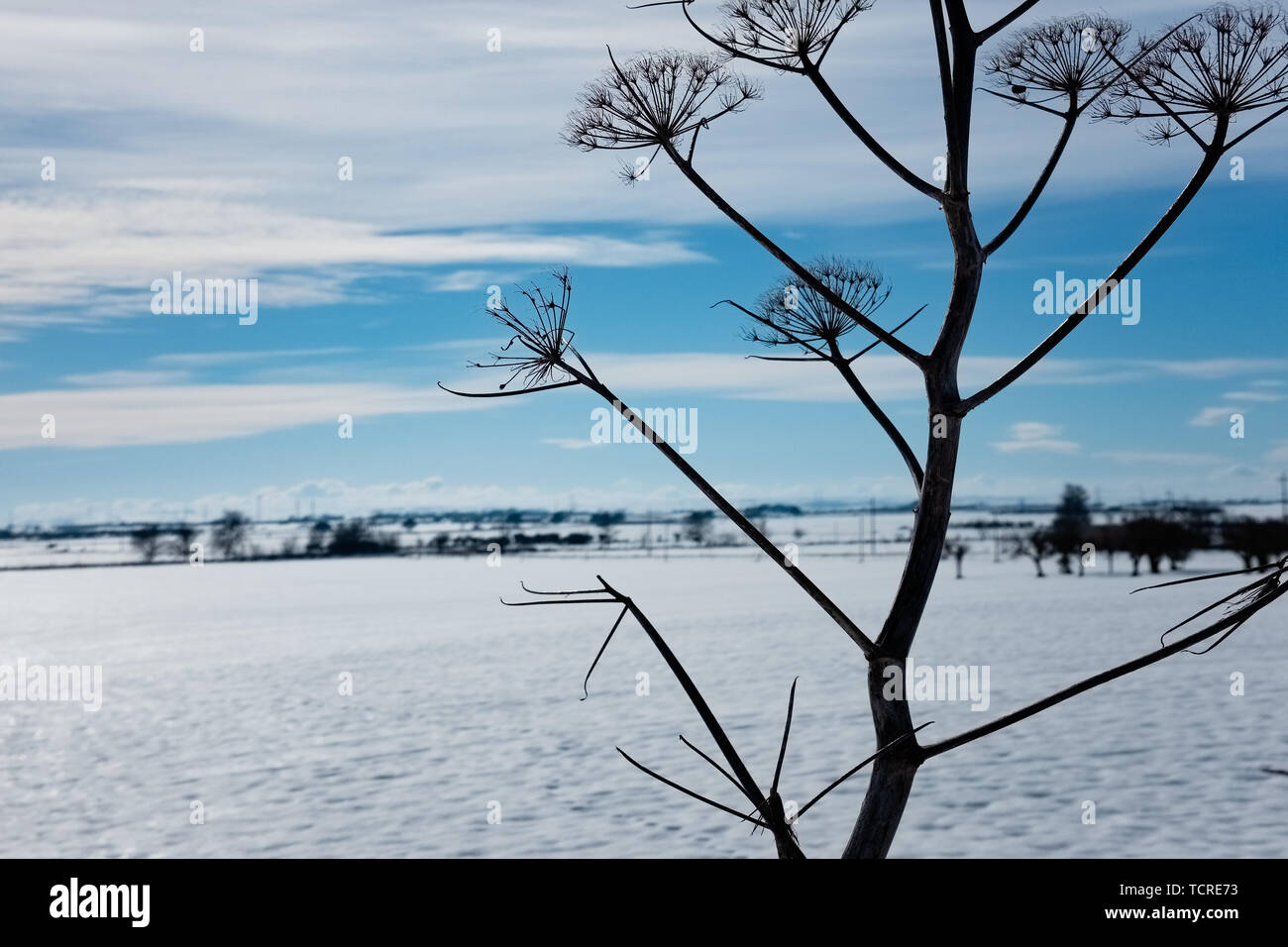 Murgia plateau Landschaft Winterlandschaft mit Schnee bedeckt. Region Apulien, Italien. Stockfoto