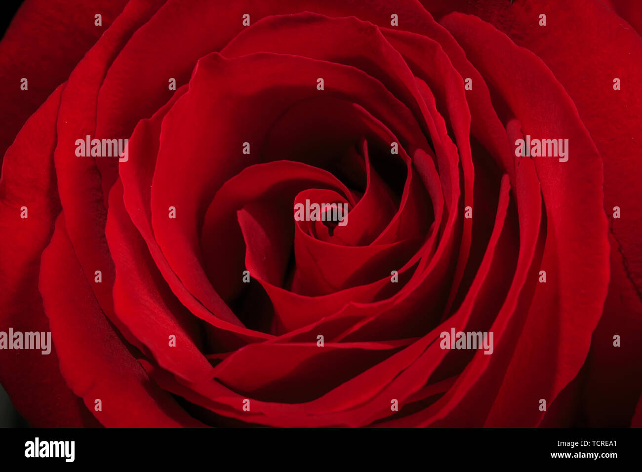 Schönen duftenden Rosen Stockfoto