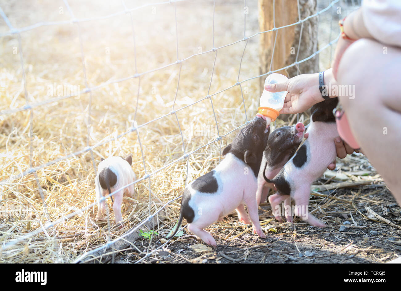 Landwirt Fütterung Milch zu baby Schwein in Hof, Vieh Konzept Stockfoto