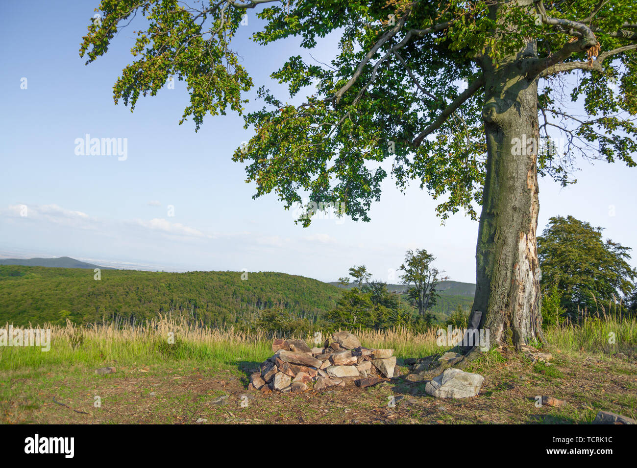 Einsamer Baum auf Wiese Stockfoto