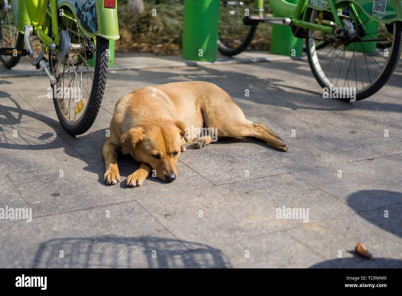 Ehrlich gelber Hund in Shantang Street, Suzhou Stockfoto