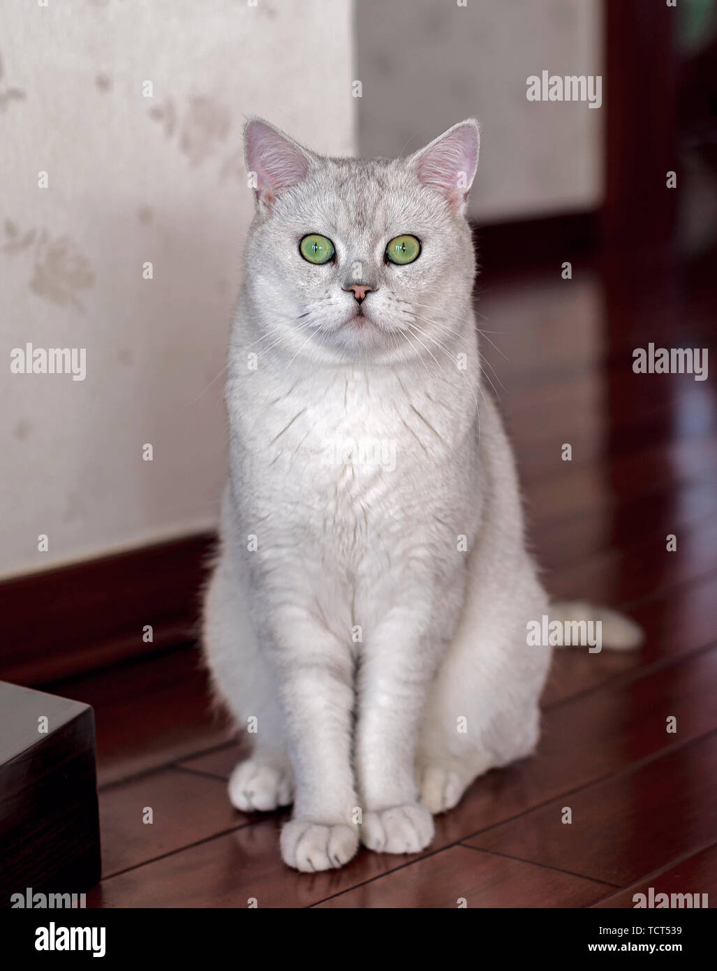 Cat kurz Silber Farbverlauf Stockfoto