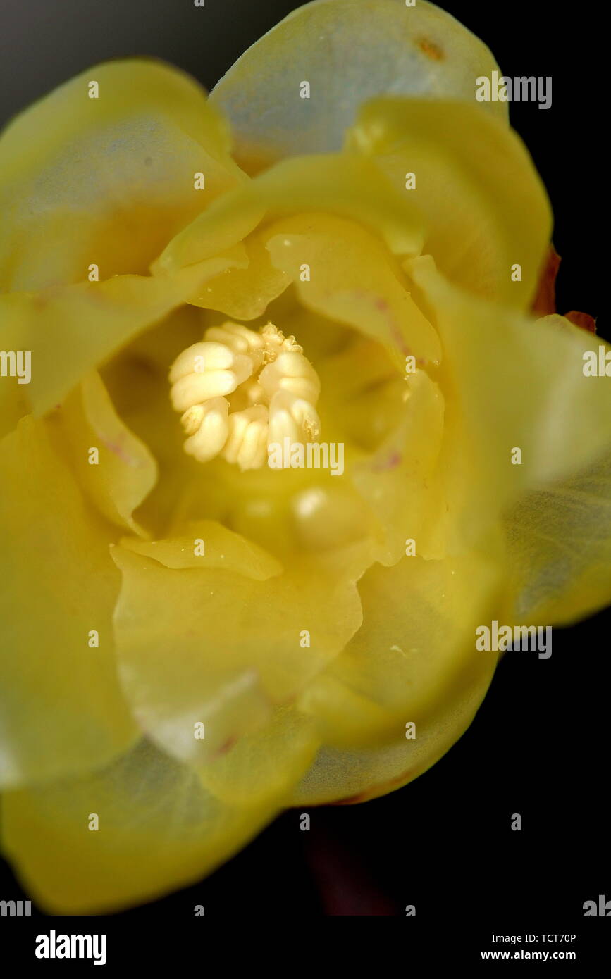 Plum flower Stockfoto